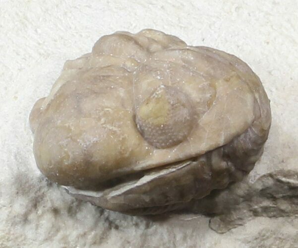 Enrolled Lochovella (Reedops) Trilobite - Oklahoma #42851
